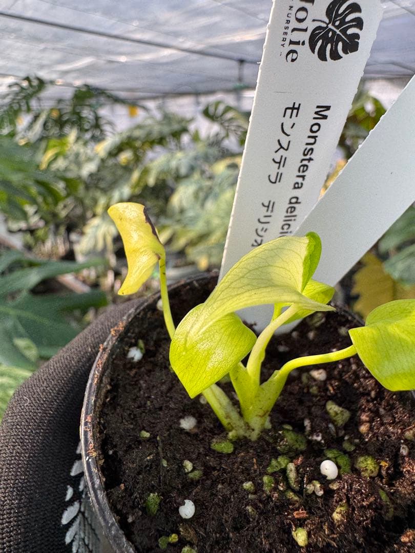 6 モンステラ　デリシオーサ　レオンライム　レモンライム