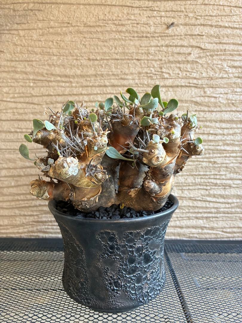 オトンナ ユーフォルビオイデス