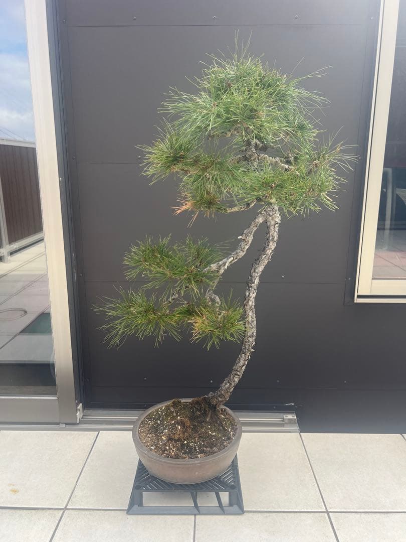 赤松 文人木 盆栽 高さ約90cm