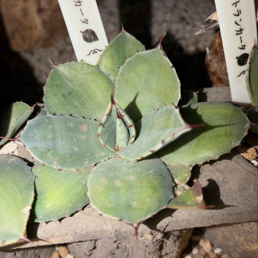 アガベ　美株　パリートランカータ　ハンティントン