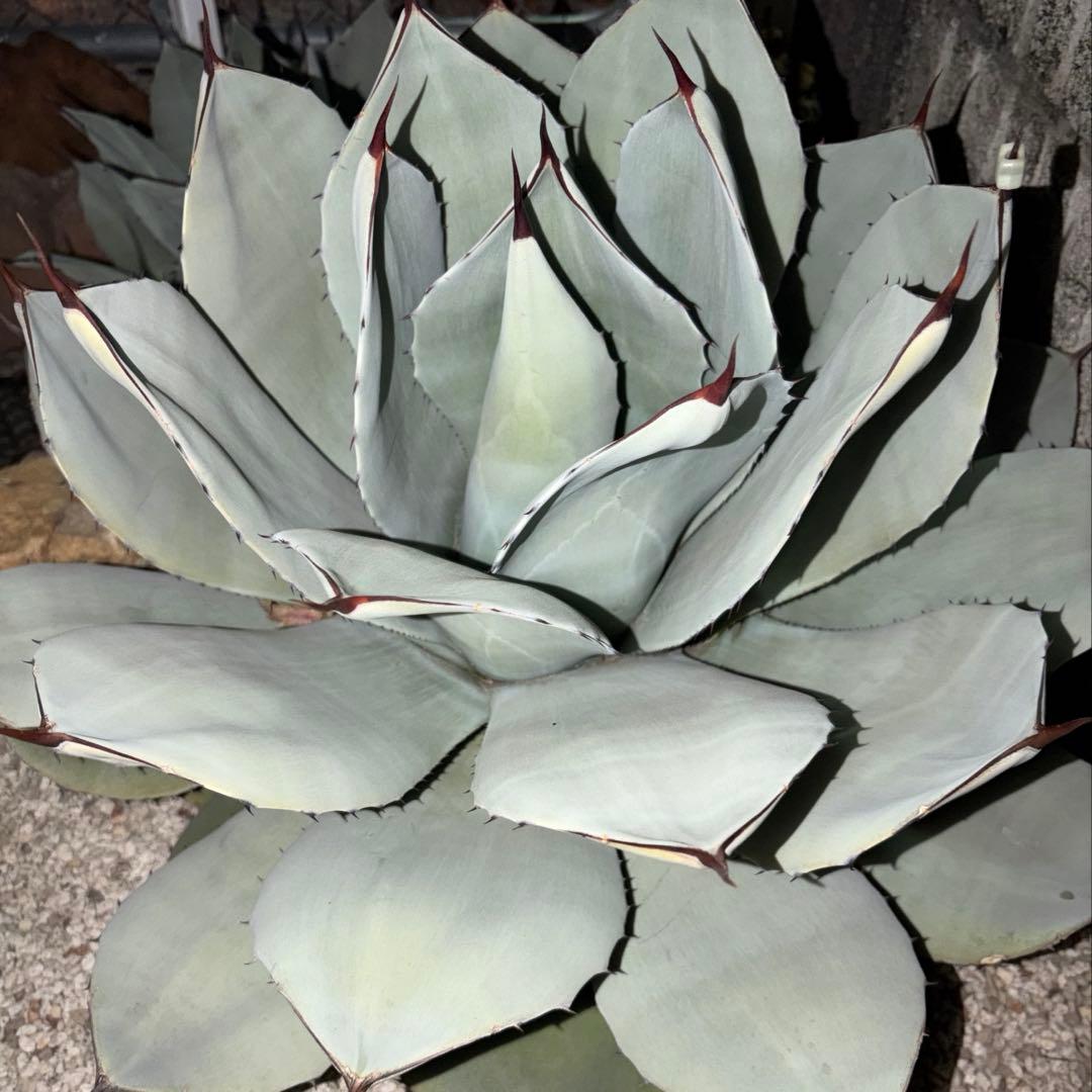 アガベ　美株　パリートランカータ　ハンティントン