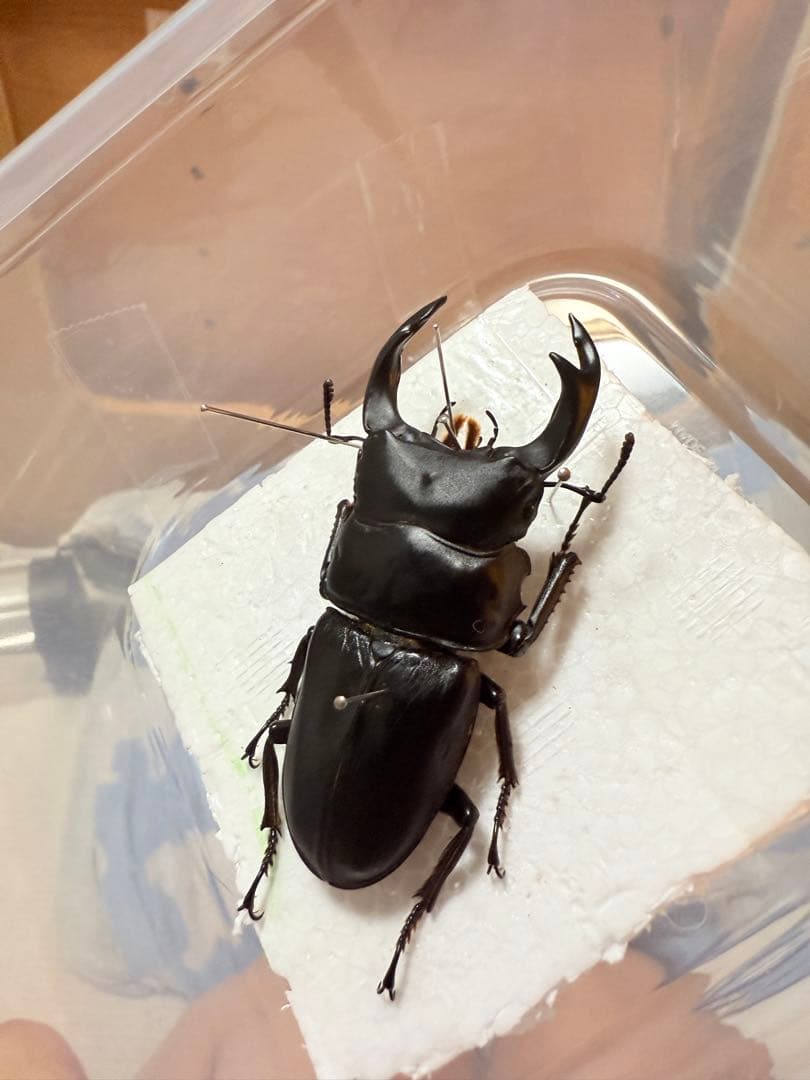 【野外品】滋賀県オオクワガタWD特大サイズ