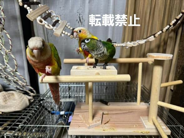 T56　止まり木　パーチ　門型　中型のインコちゃん用　スタンド