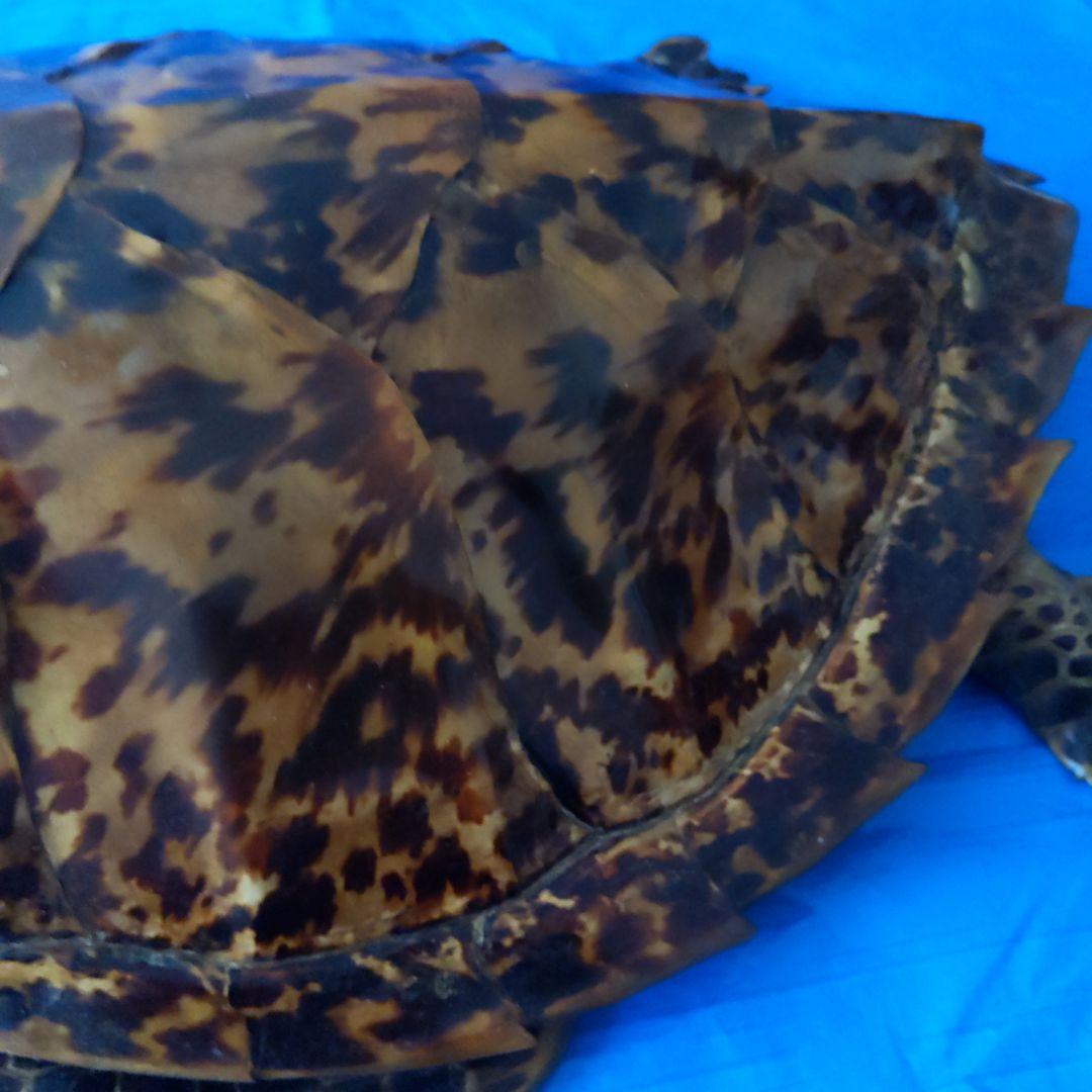 ⑤うみがめ〚タイマイ〛の剥製　 　壁掛けフックつき