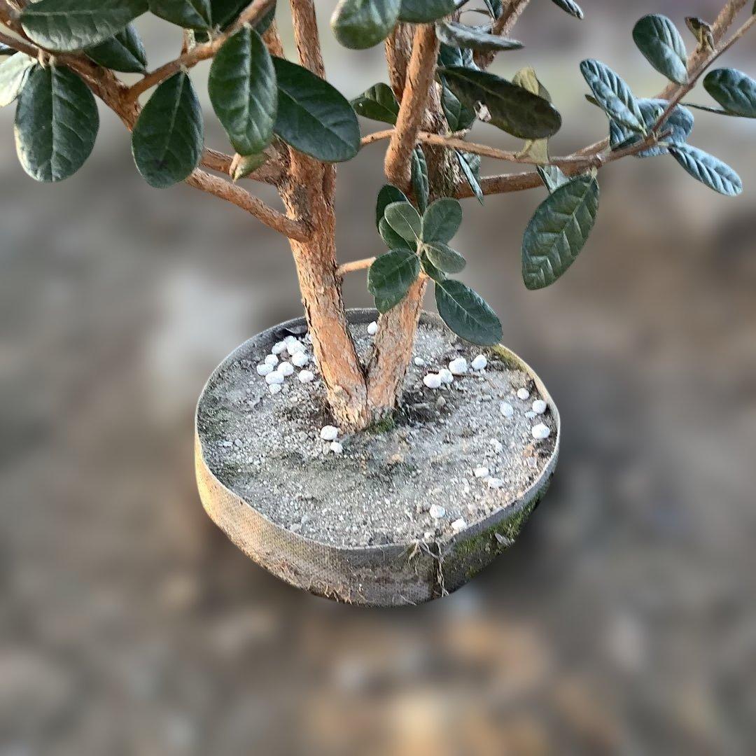 8-1果樹【フェイジョア】樹高約101cm【送料込み】