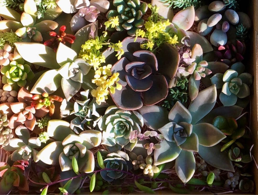 ちいちゃんページです。