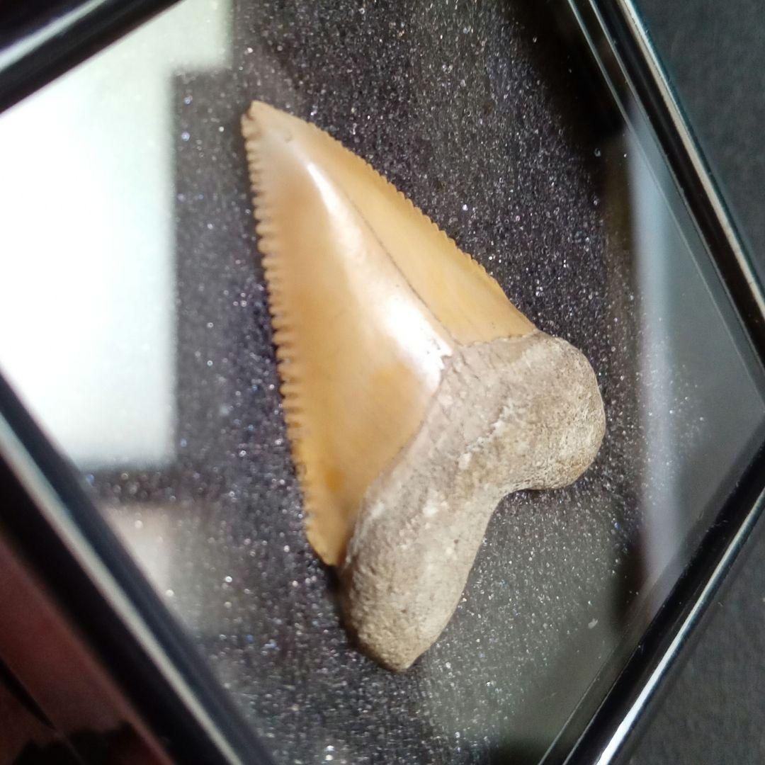 サメの歯化石　メガロドンの祖先種　希少種　カルカロクレス・チュブテンシス