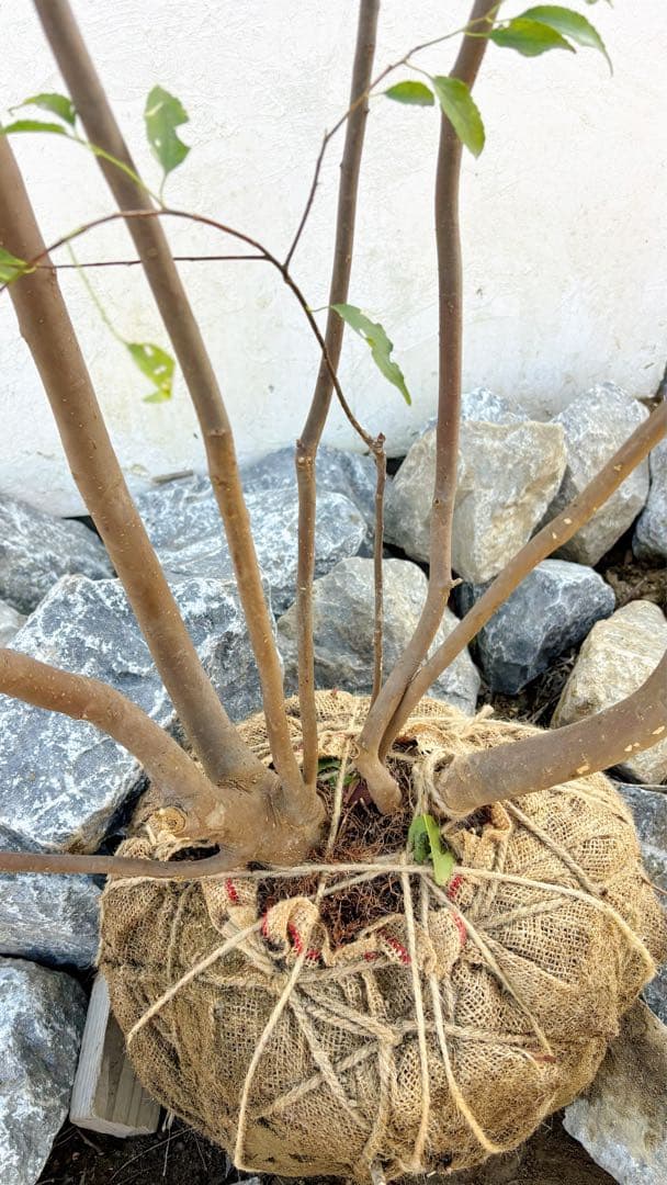 特大。山採りハイノキ株立ち3.1M(鉢底から)