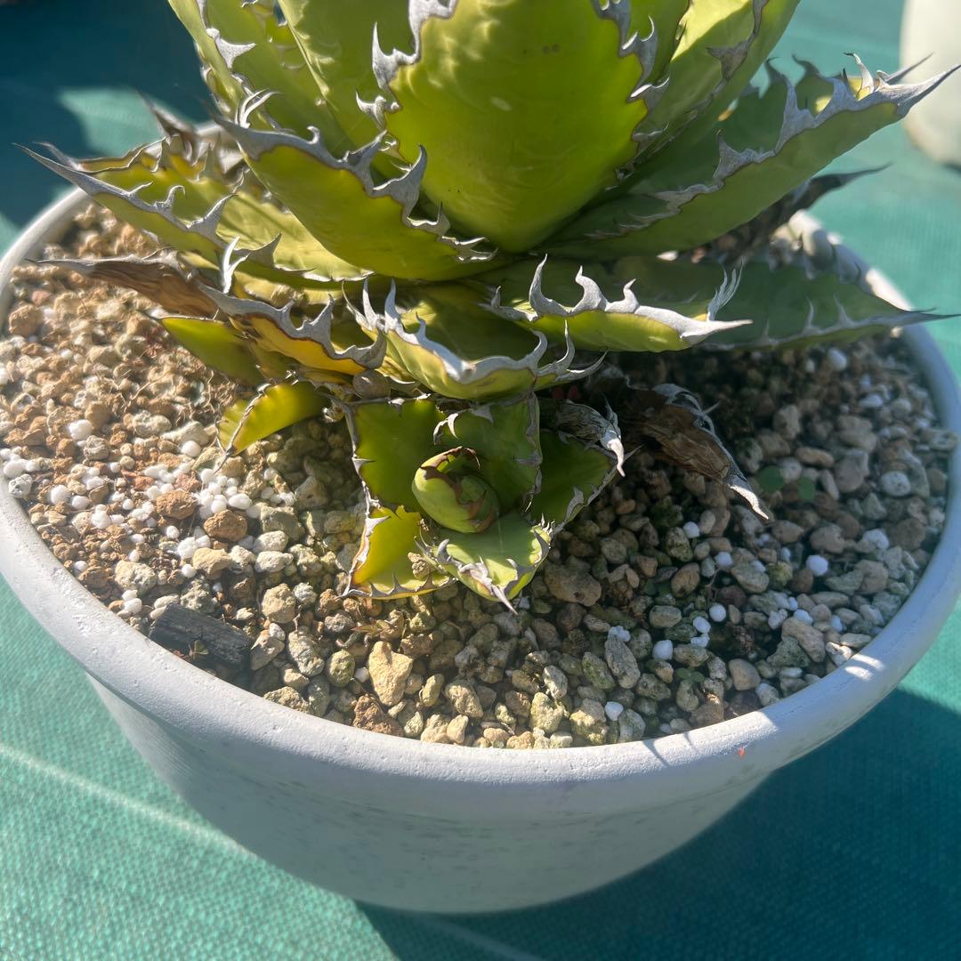 アガベ ホリダ19-20cm‼️子株二つ付き‼️おすすめ‼️