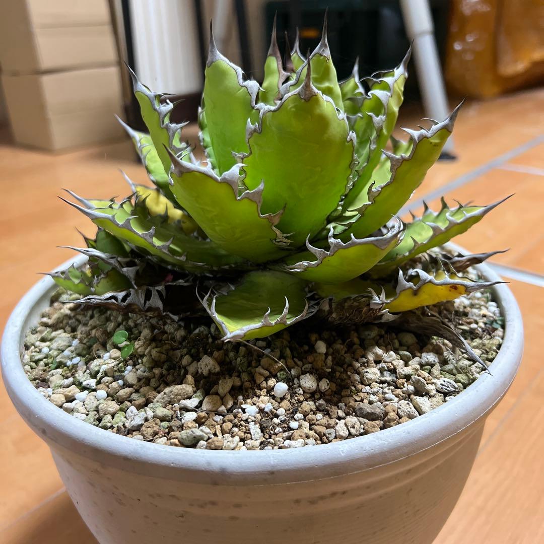 アガベ ホリダ19-20cm‼️子株二つ付き‼️おすすめ‼️