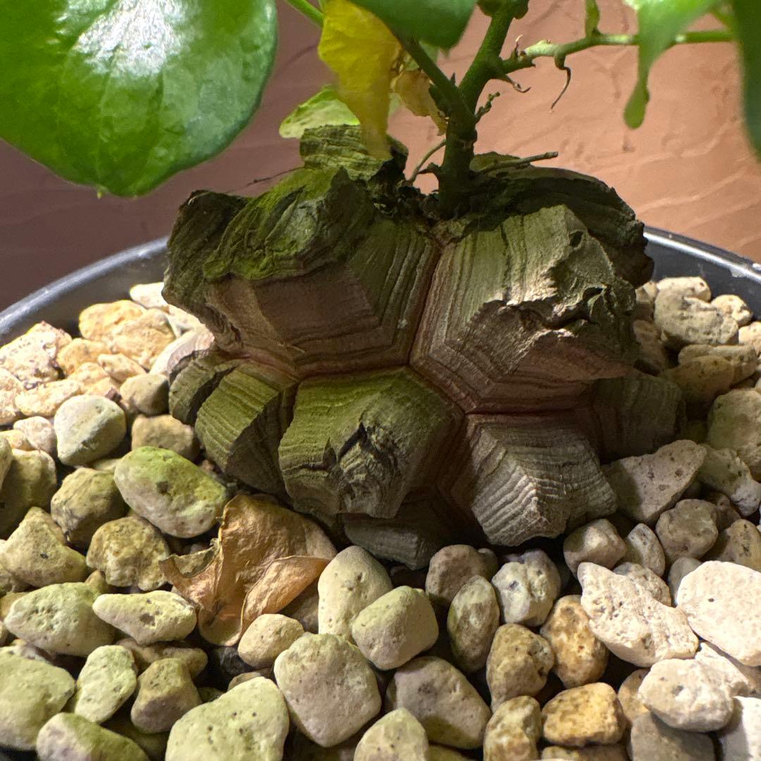 たく おまとめ4株 亀甲竜