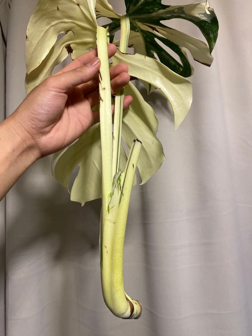 b*r様 Monstera deliciosa 'White Tears'白斑