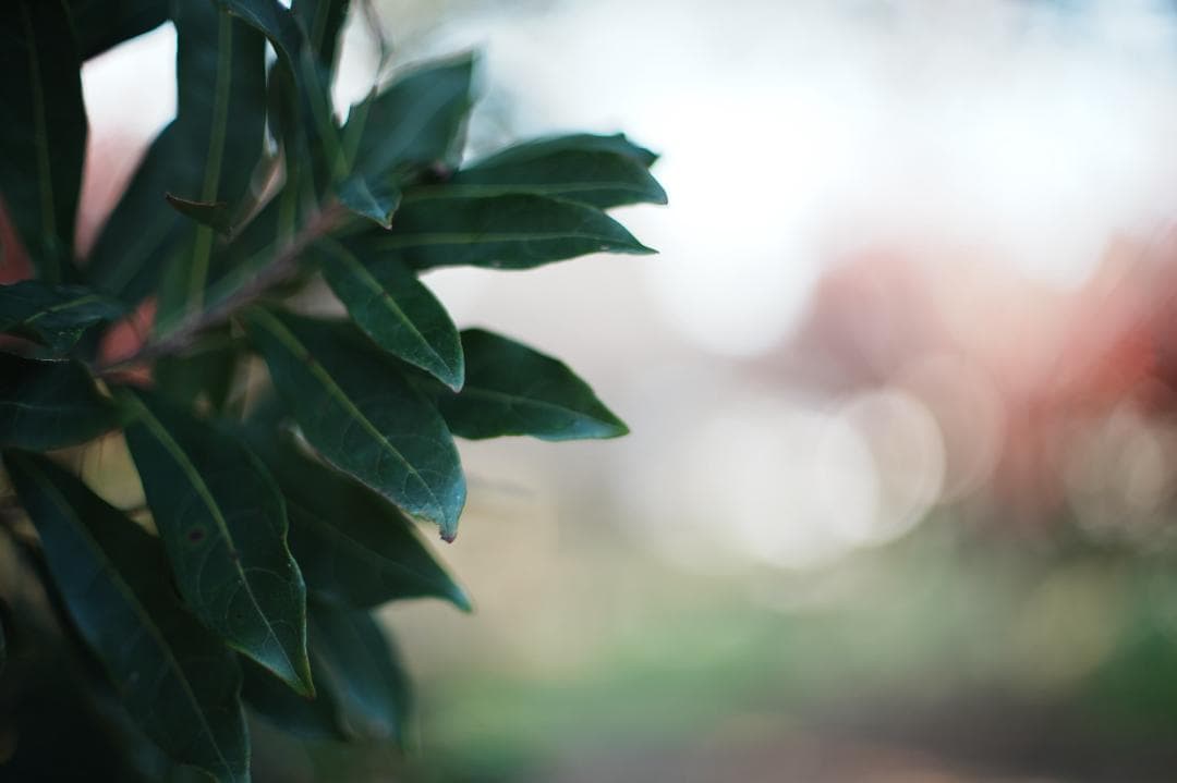 【希少8枚玉】動作◎ Super Takumar 50mm F1.4 344