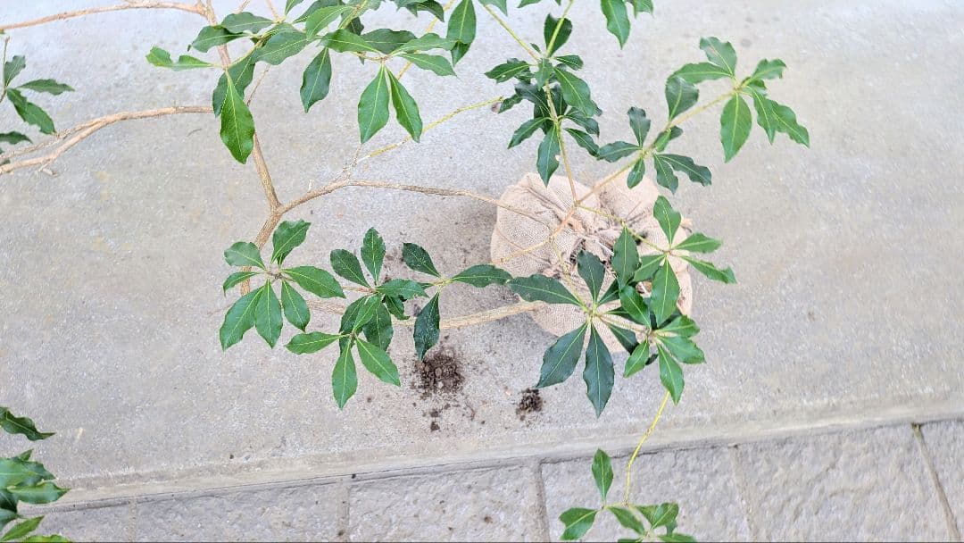 雲海。。山採りアセビ。