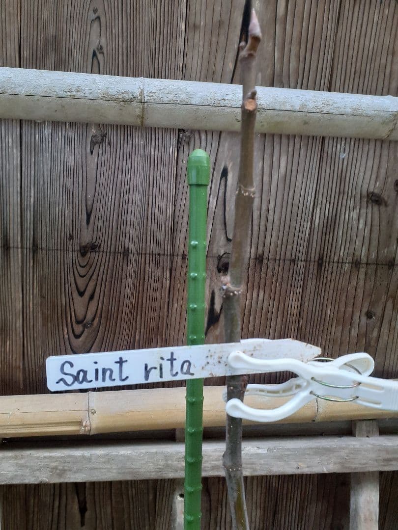 【専用】イチジク 穂木