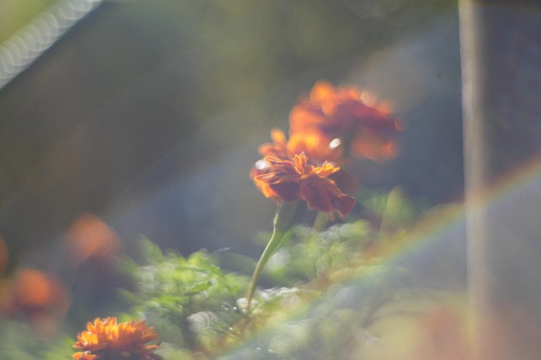 Primoplan 58mm f1.9V 整備済 マウントアダプタ付