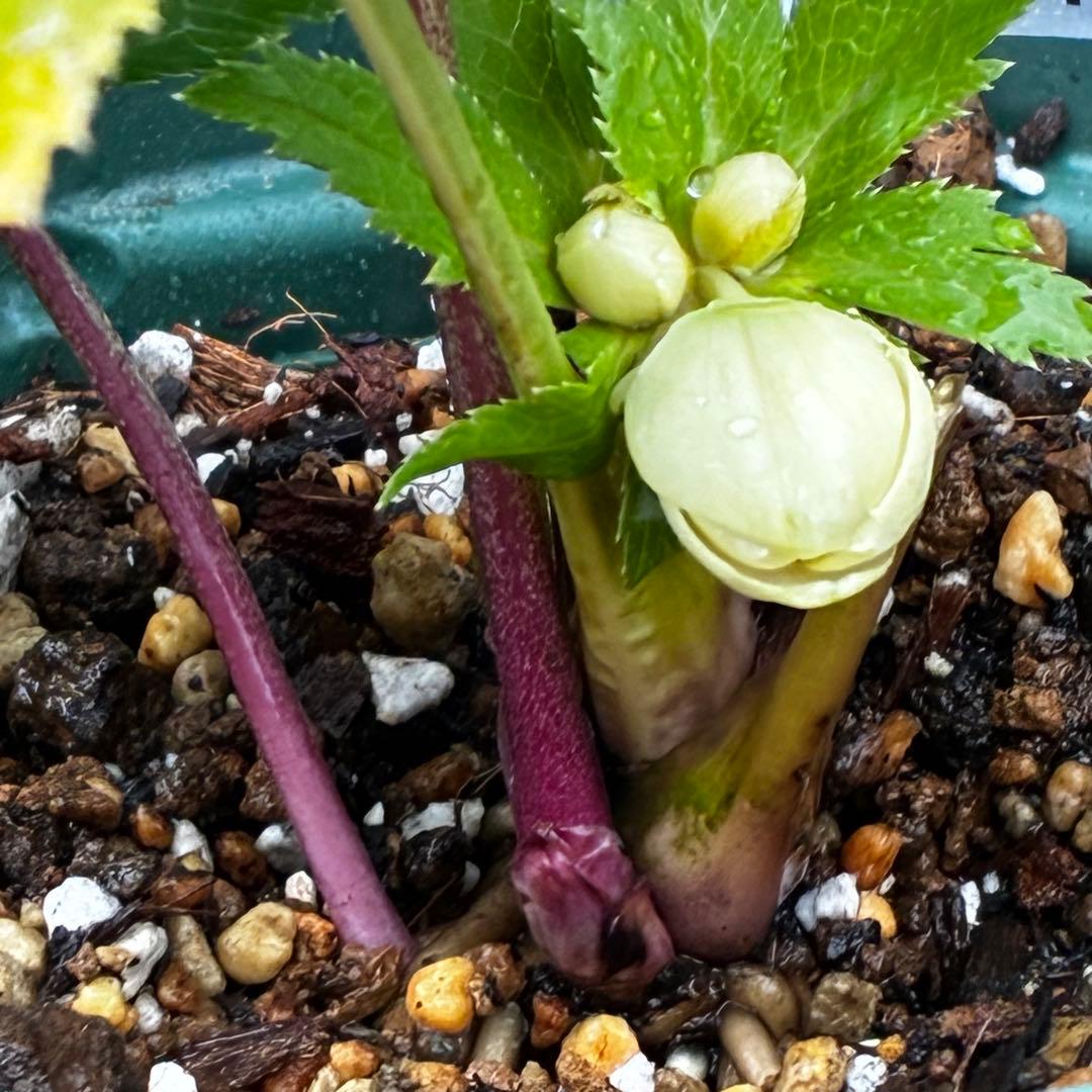 b*o様 3472☘️蕾タグ付☘️SD⭐️マリエ⭐️超小〜小輪カップ⭐️オーレア