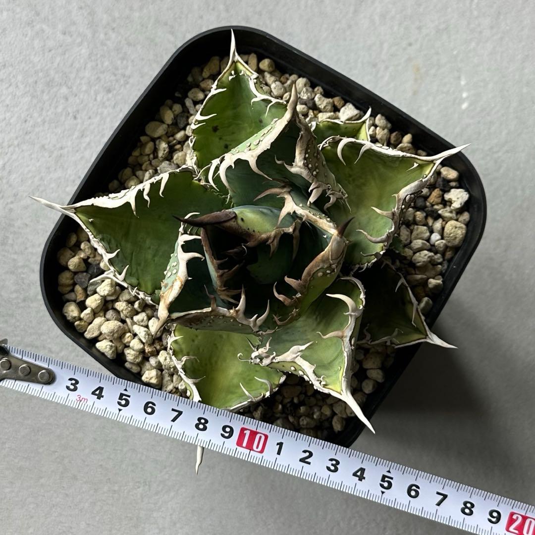 チタノタ 台湾産 スタッズ特選株 セット ※バラ売り可能 検）冰雹、麻花龍