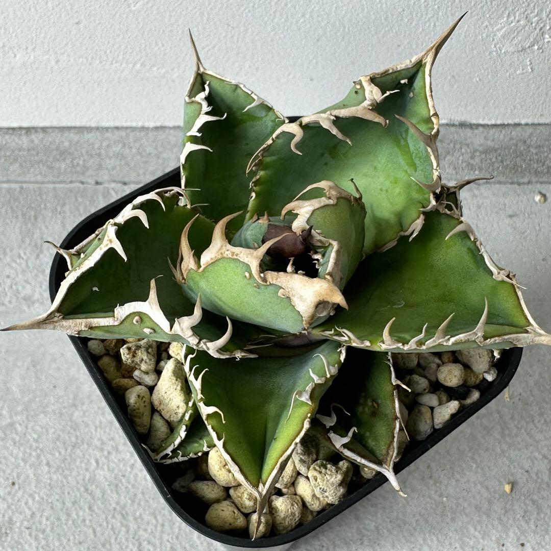 チタノタ 台湾産 スタッズ特選株 セット ※バラ売り可能 検）冰雹、麻花龍