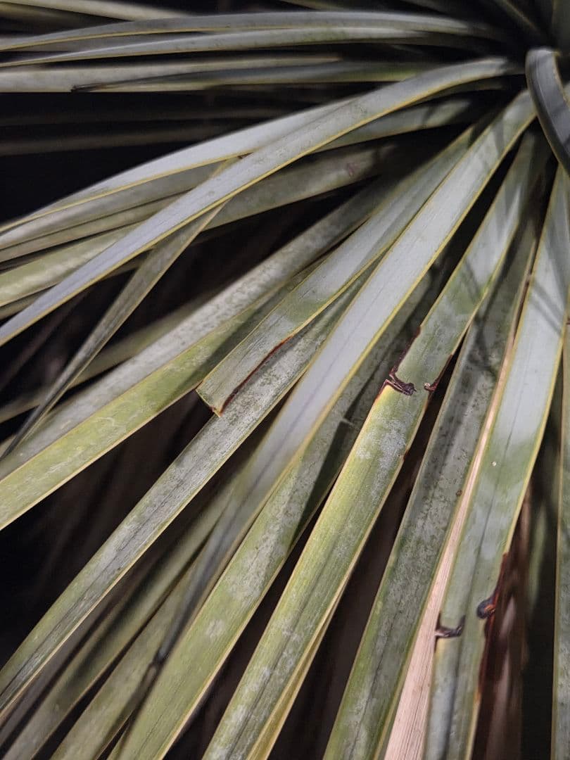 専用出品 セット割 ユッカロストラータ (の)