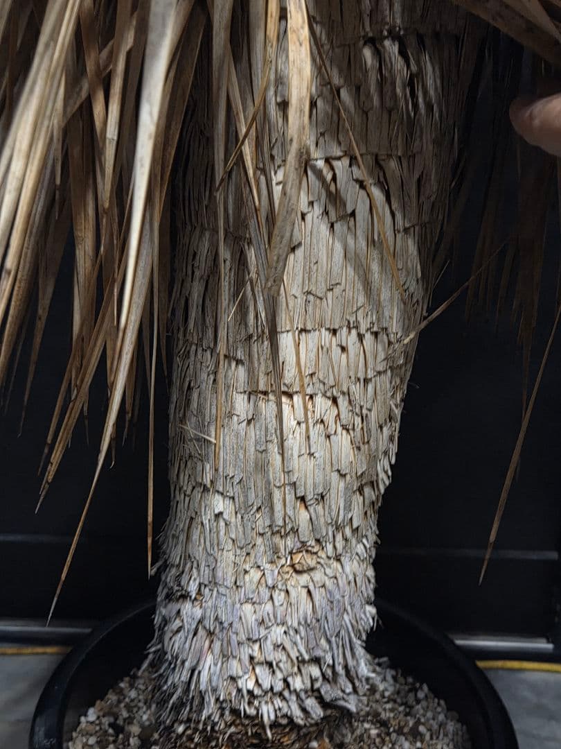 専用出品 セット割 ユッカロストラータ (の)