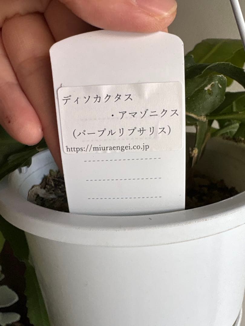 のん