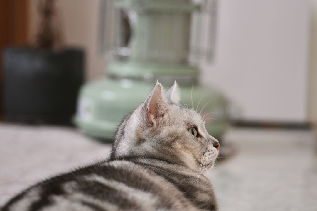 お値引OK ★アダプター付Carl Zeiss Sonnar 90/2.8作例有