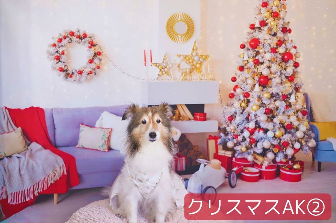 背景布【お正月F】サンプル　年賀状、ペット、子供撮影用　梅　和柄　門松　しめ縄