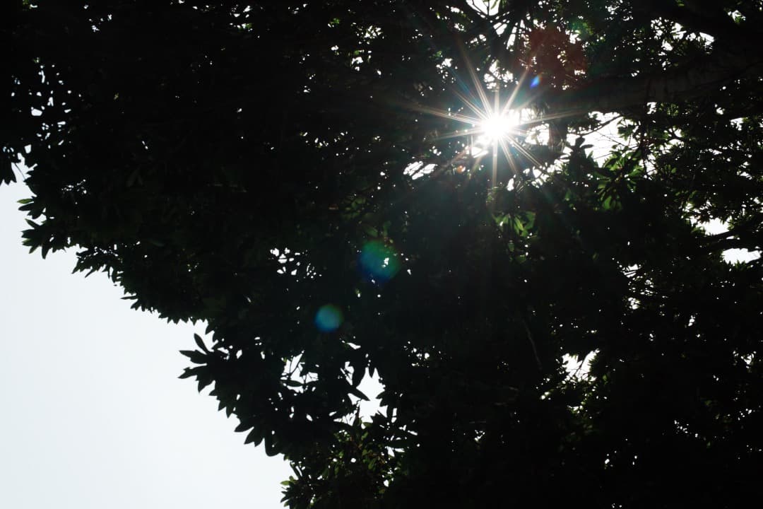 【極美品】動作◎ ニコン　Ai Nikkor 50mm F1.4 727