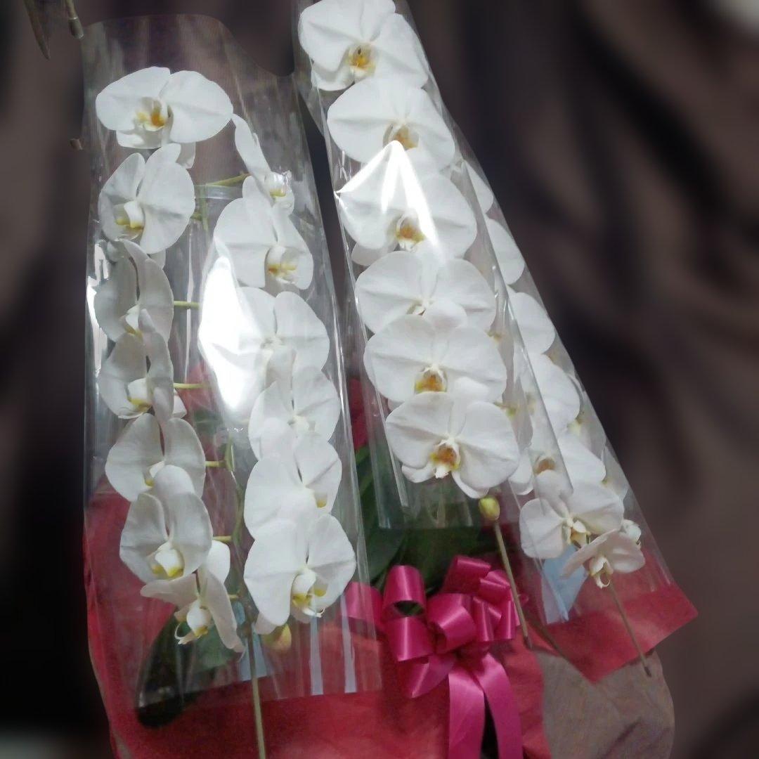 胡蝶蘭　生花