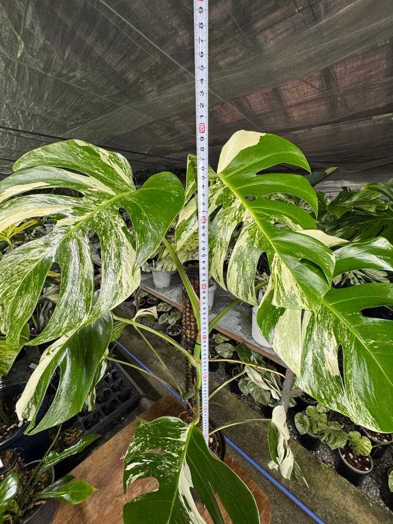 34モンステラ　ボルギシアナ　アルボ　白ホワイトタイガー斑入り　鉢モスポール付き