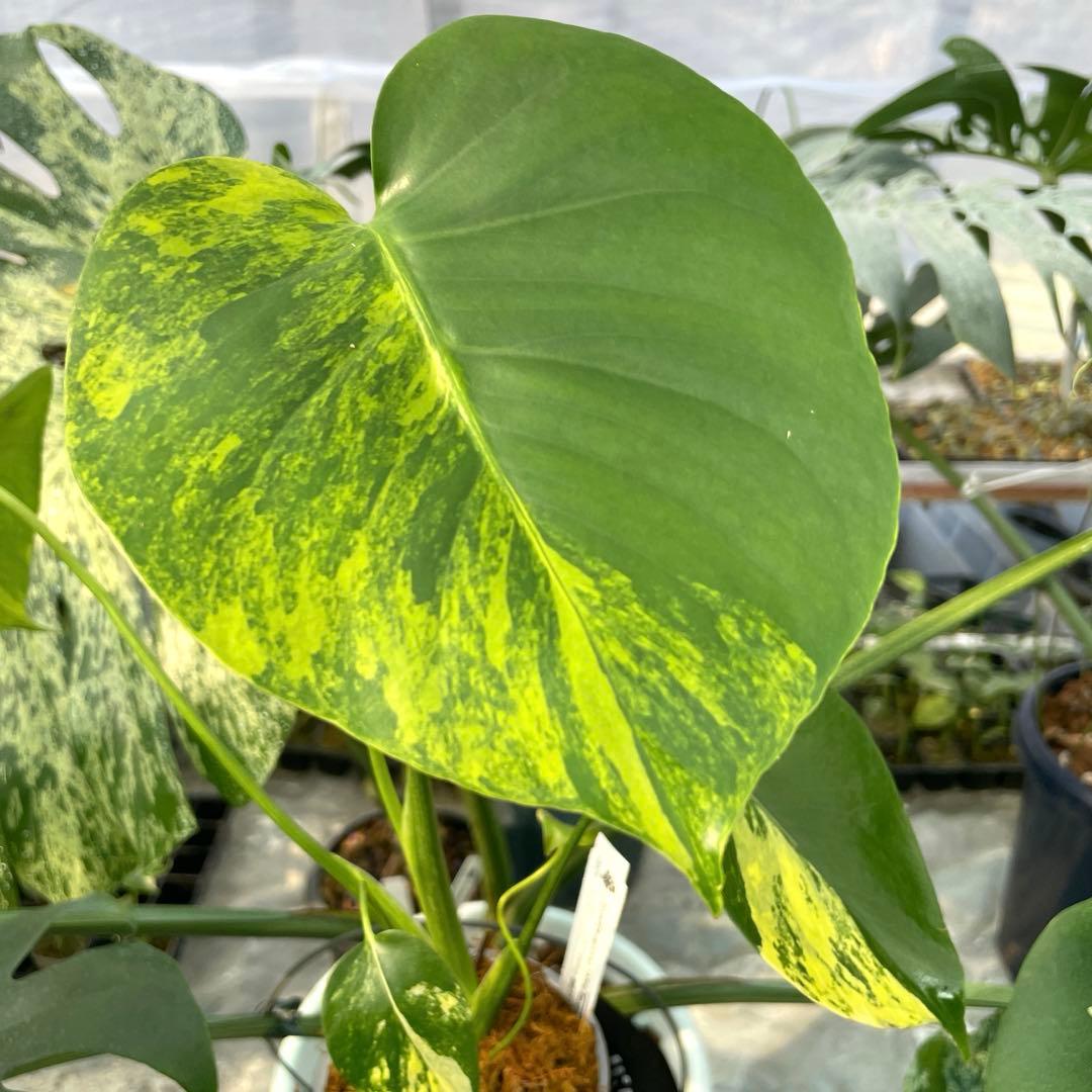 MZ1モンステラ　イエローマリリン　黄斑入り