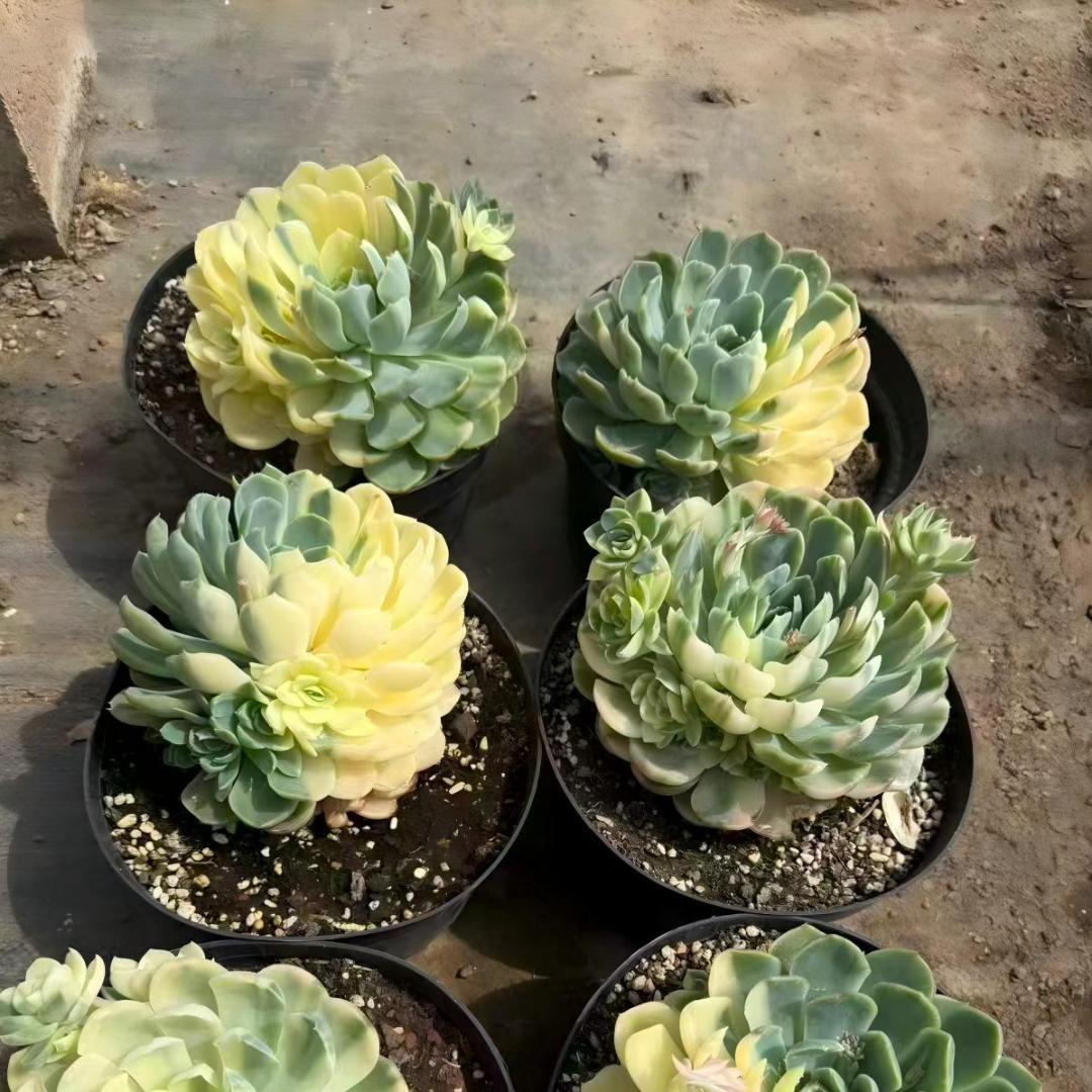 Top【選抜株】多肉植物　24460ベリー錦 9個　鉢無し/脱土