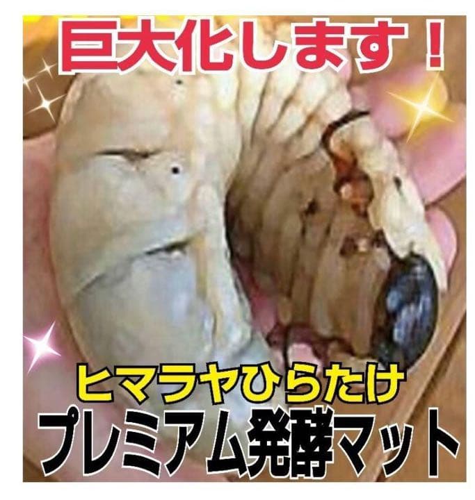 極上☆ギネス狙いに！プレミアム3次発酵カブトムシマット【5袋】特殊アミノ酸強化！