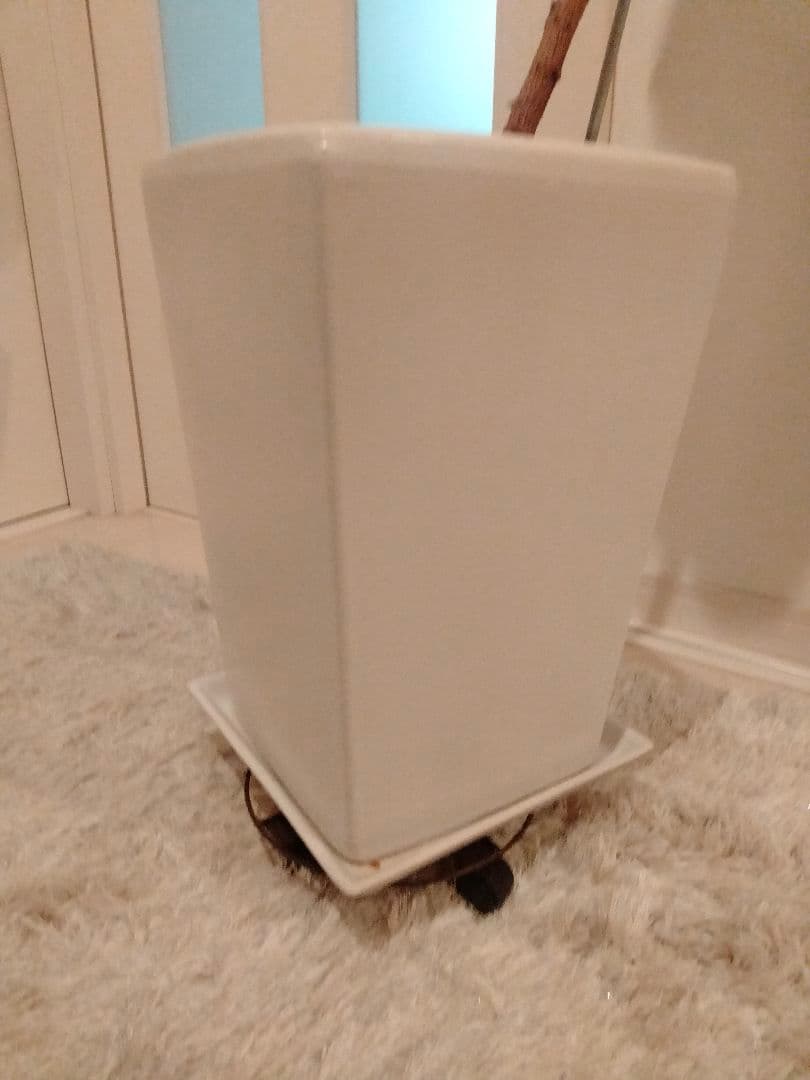 観葉植物ゴムの木