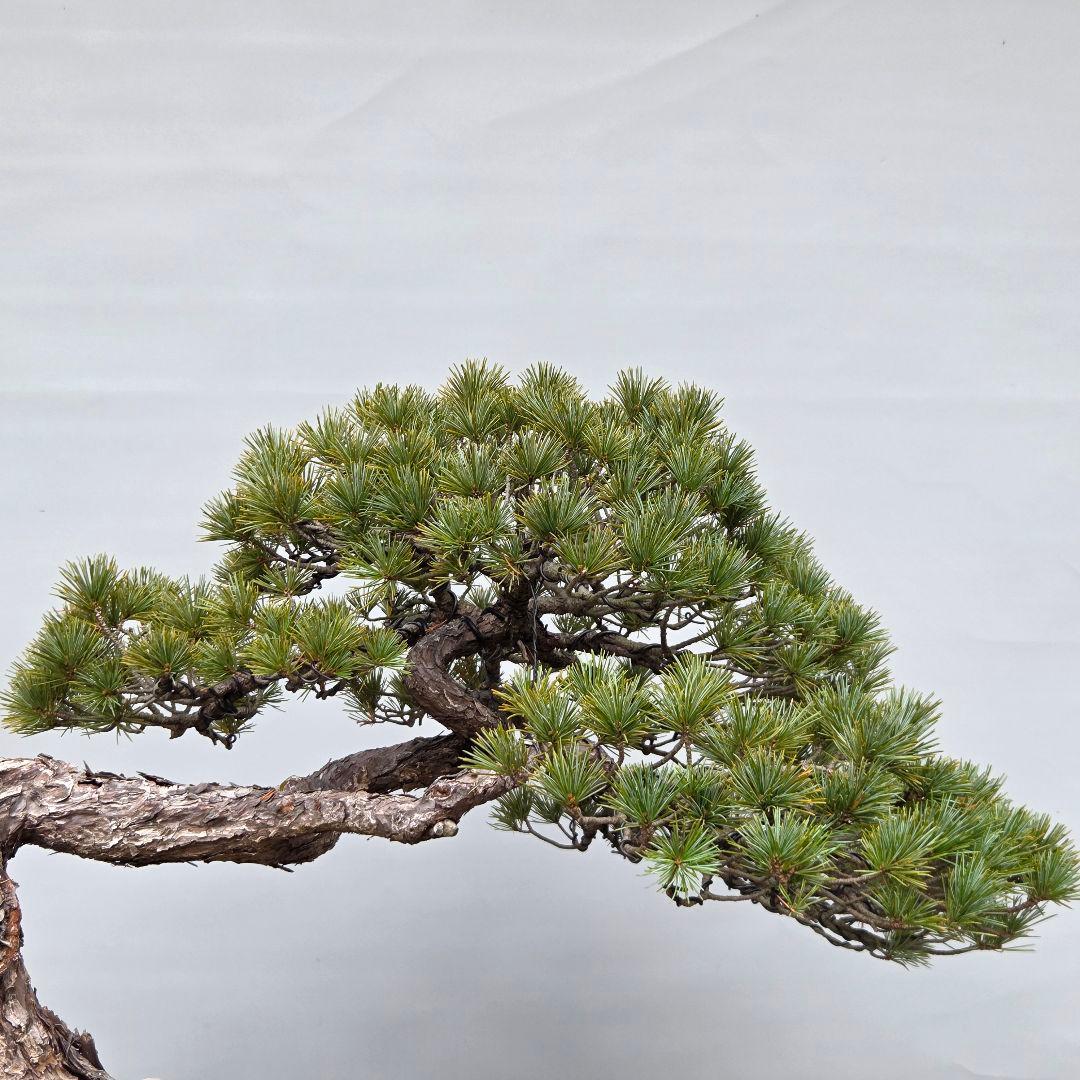 五葉松　[曲変わり木]　大品盆栽