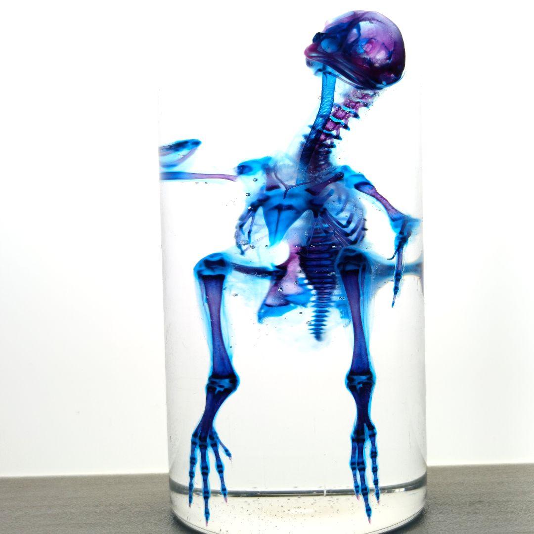 1点物☆極美品【透明骨格標本】ウズラ③ 約10cm