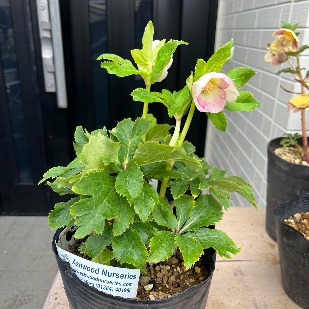 ヒ*ロ様 ❤️超元気❤️開花株❤️超大株❤️619【Ashwood】【親株】【E