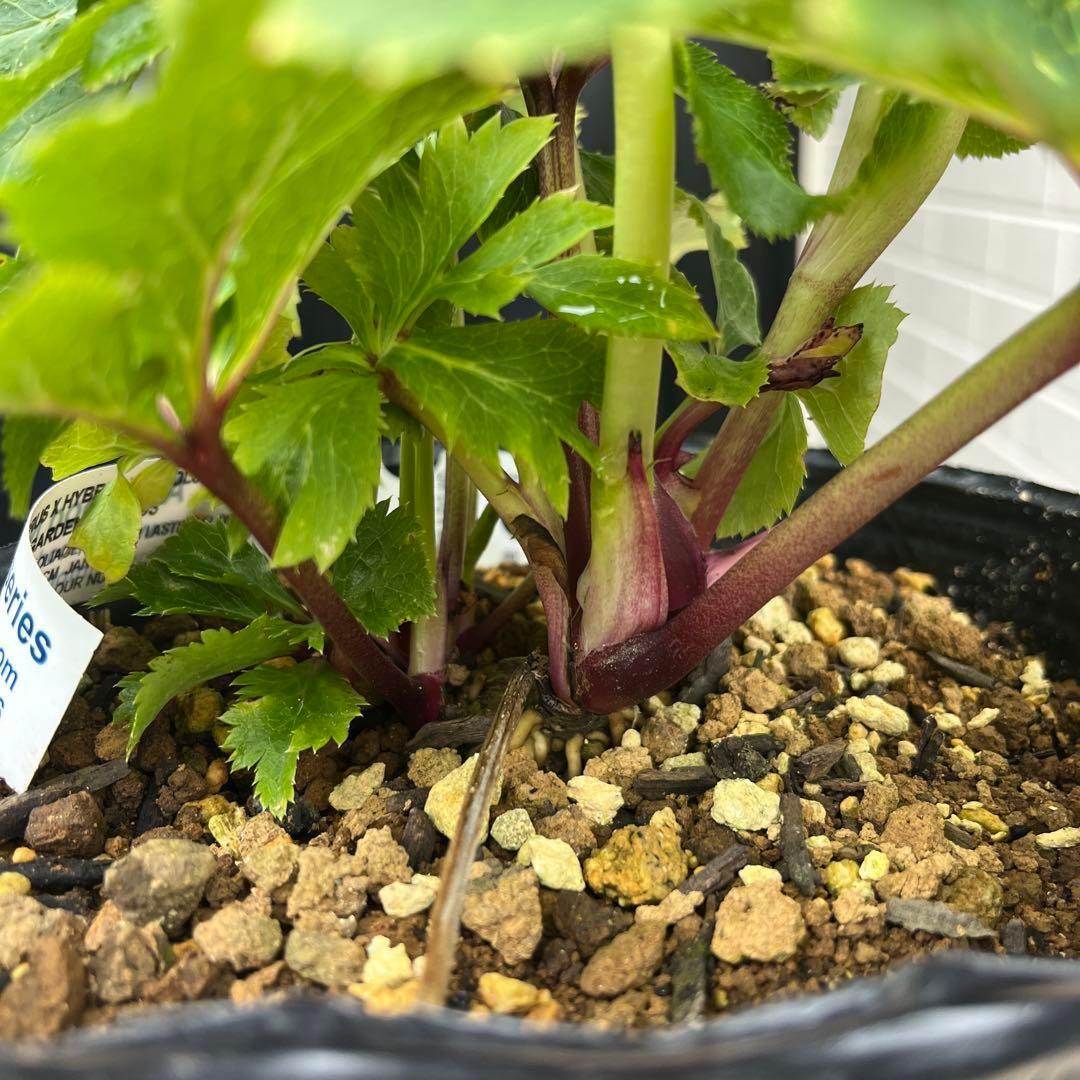 ヒ*ロ様 ❤️超元気❤️開花株❤️超大株❤️619【Ashwood】【親株】【E