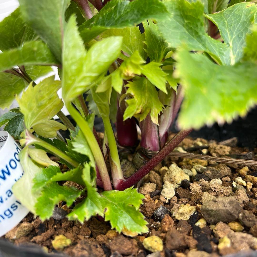 ヒ*ロ様 ❤️超元気❤️開花株❤️超大株❤️619【Ashwood】【親株】【E