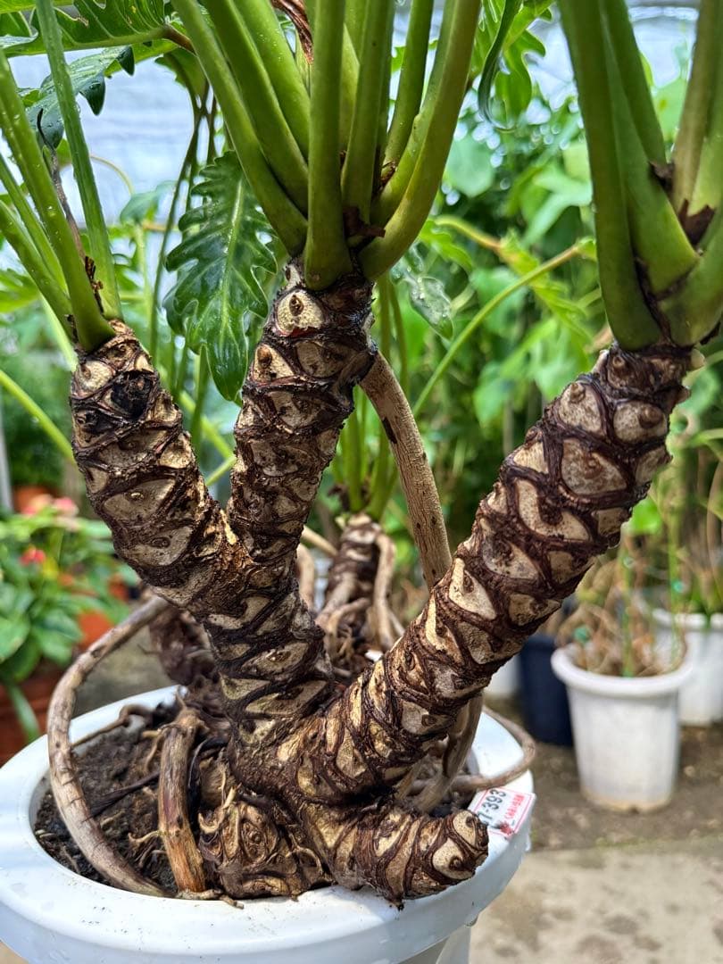 【特級品】フィロデンドロン クッカバラ 根上り 幹立ち 幹上がり 特大極上株
