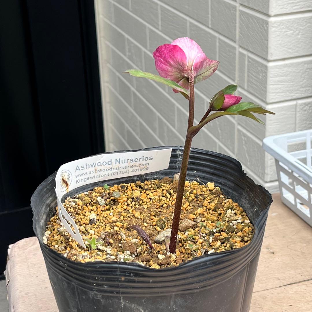 樹梨♡　メルカリ便 ❤️スペシャル価格❤️3143 【Ashwood 】【P