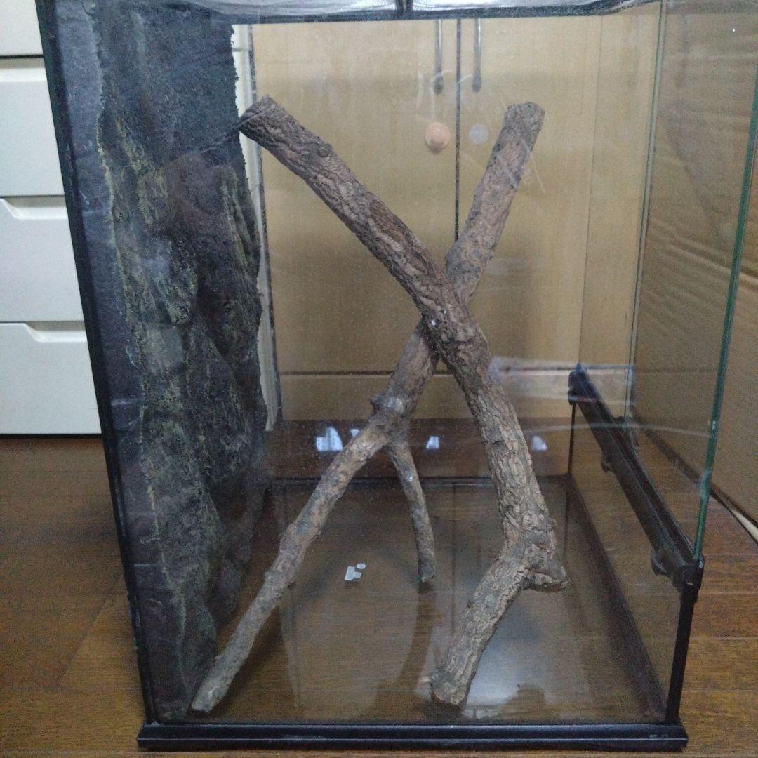 中型ガラス温室・ショーケース