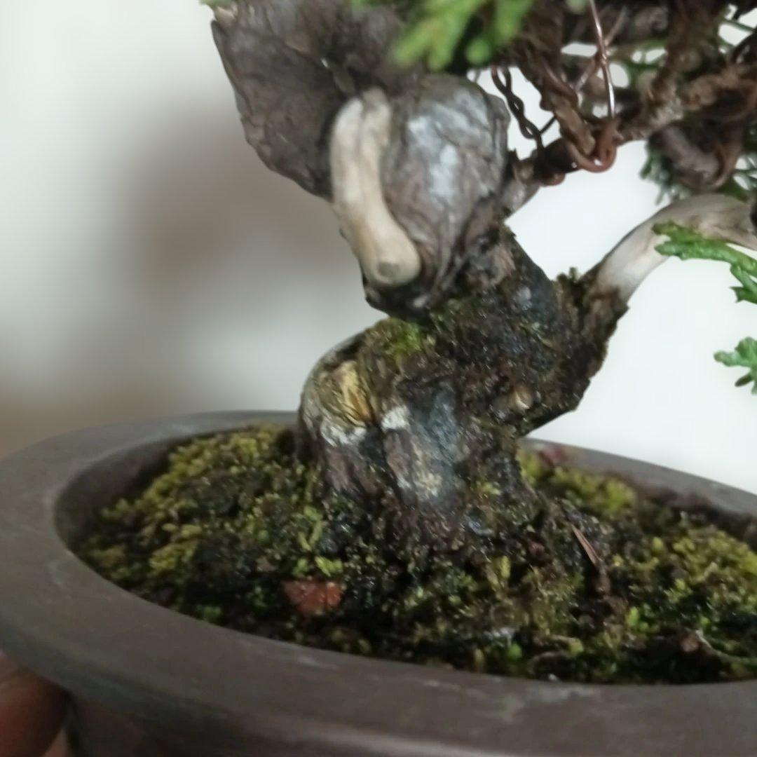 盆栽　小品盆栽　ミニ盆栽　真柏