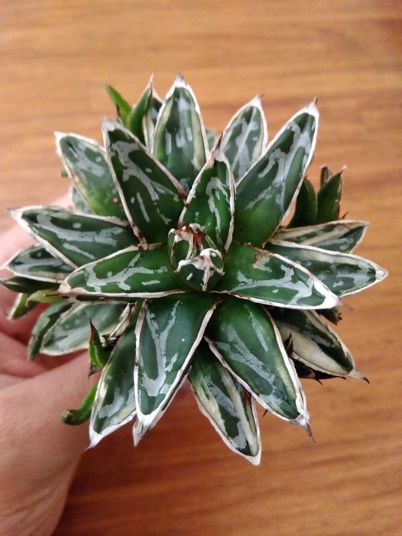 アガベ　姫笹の雪　白覆輪斑　親株＋子株6株つき❗　③