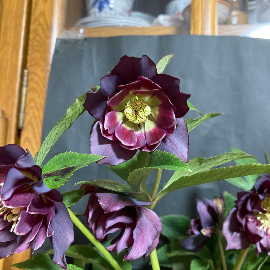 クリスマスローズ雅 八重咲き 紫