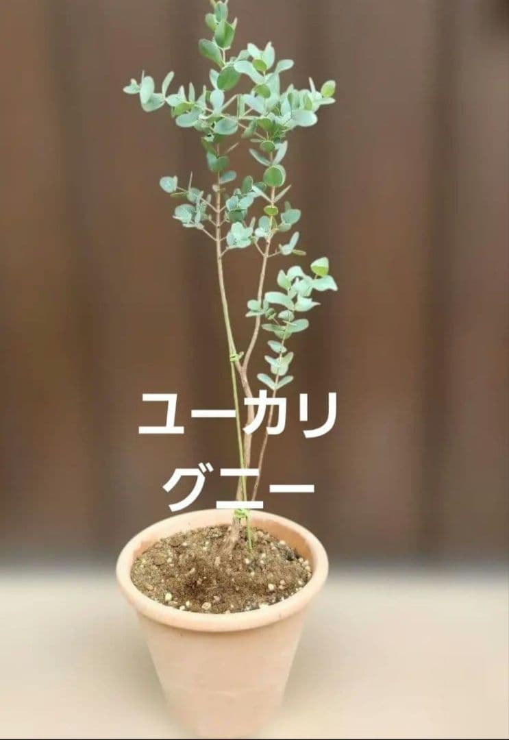 kaokao♡ ブルーアイス&ウエストリンギアスモーキー&ユーカリグニー