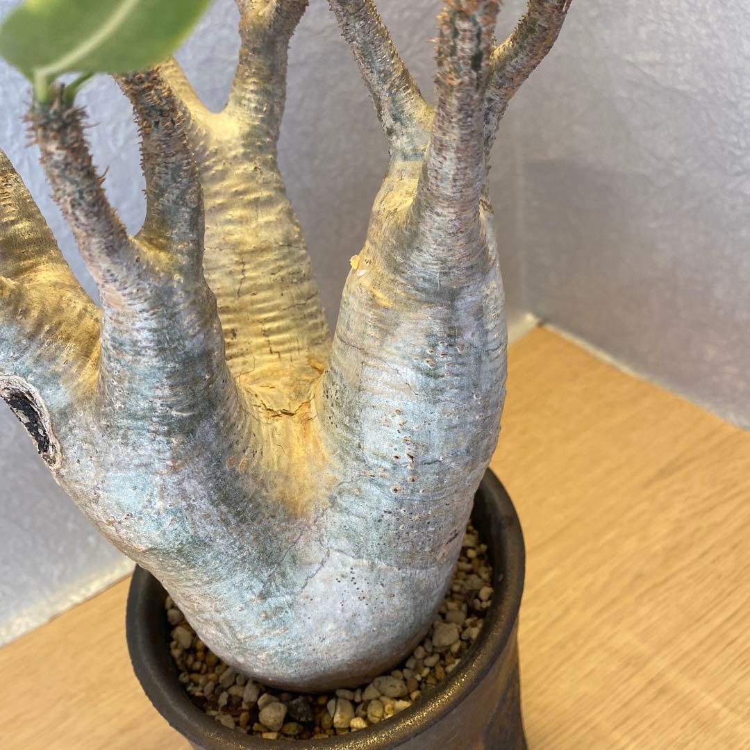 グラキリス多頭 美株 現地球