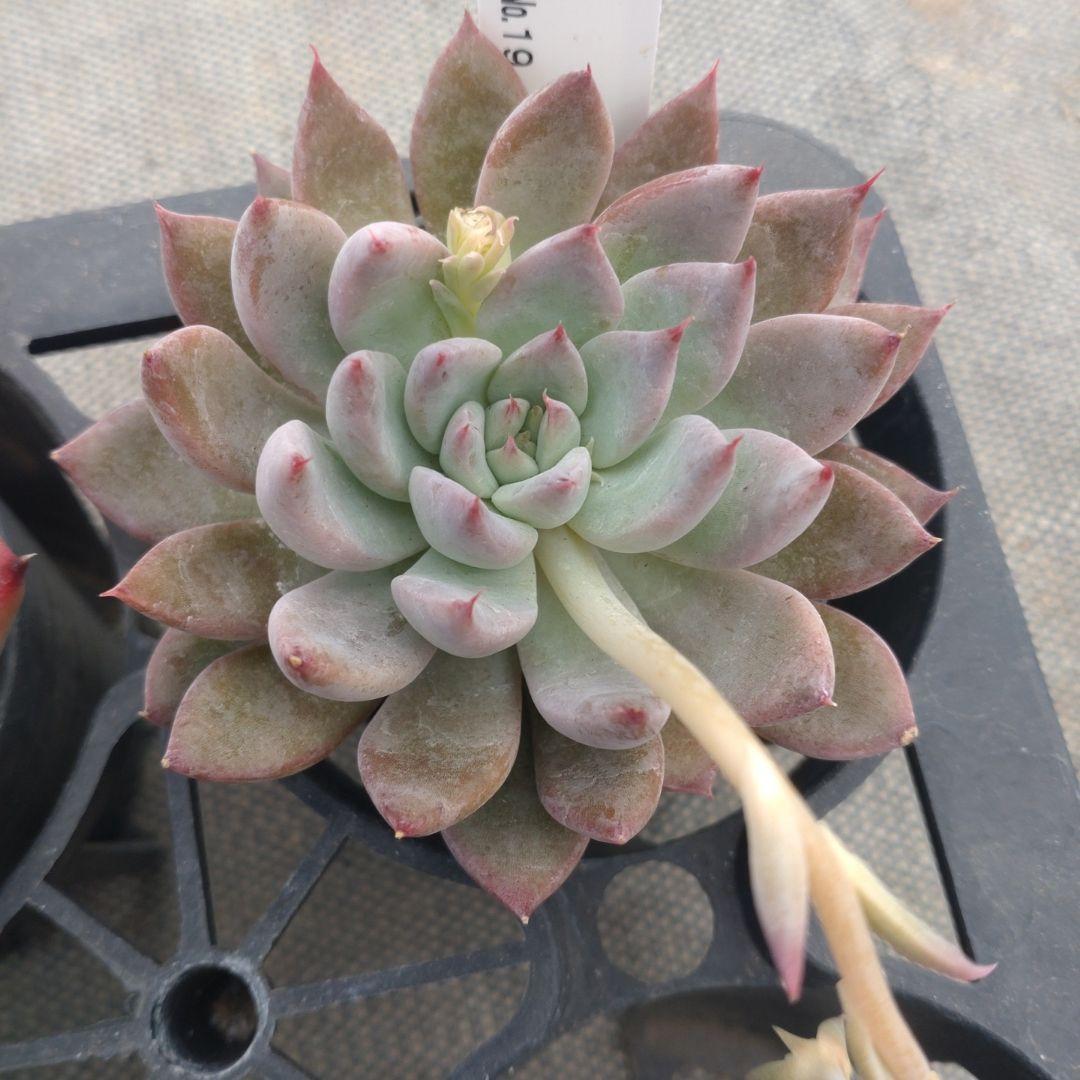 クロロさん専用