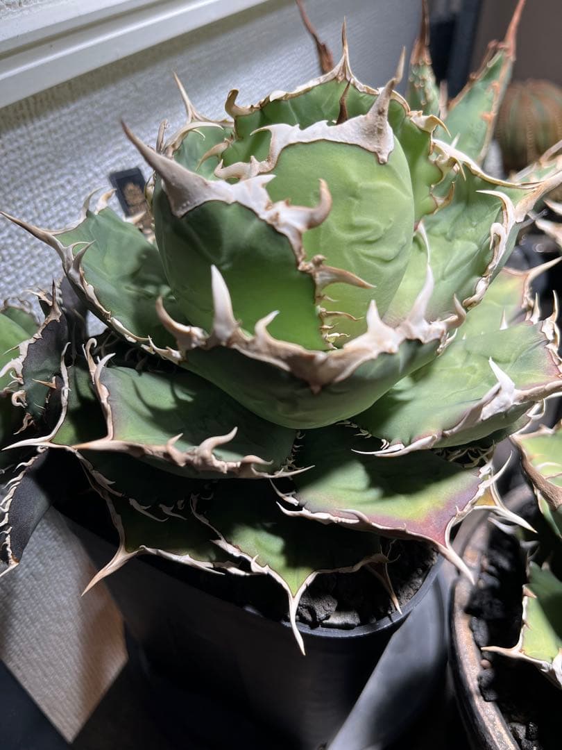 Agave Titanota ‘White hawk’ ホワイトホーク　親株